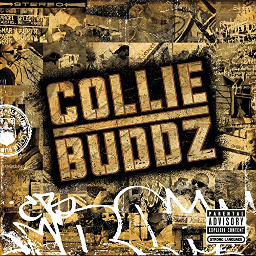 Collie Budz